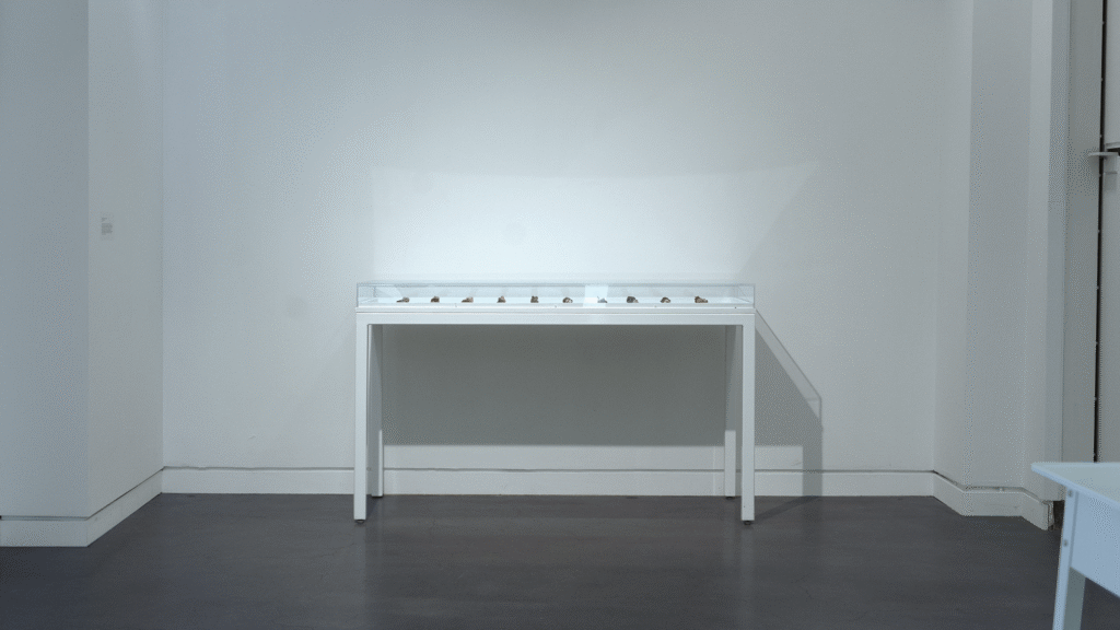 Wide angle install photo of a museum a white museum display case with a plexi top backed up against a white wall. Several of the thirty 3D-printed candies from the series are visible as small geodes of color. 